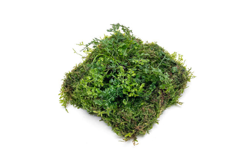 Christmas Moss on Clay — Buce Plant