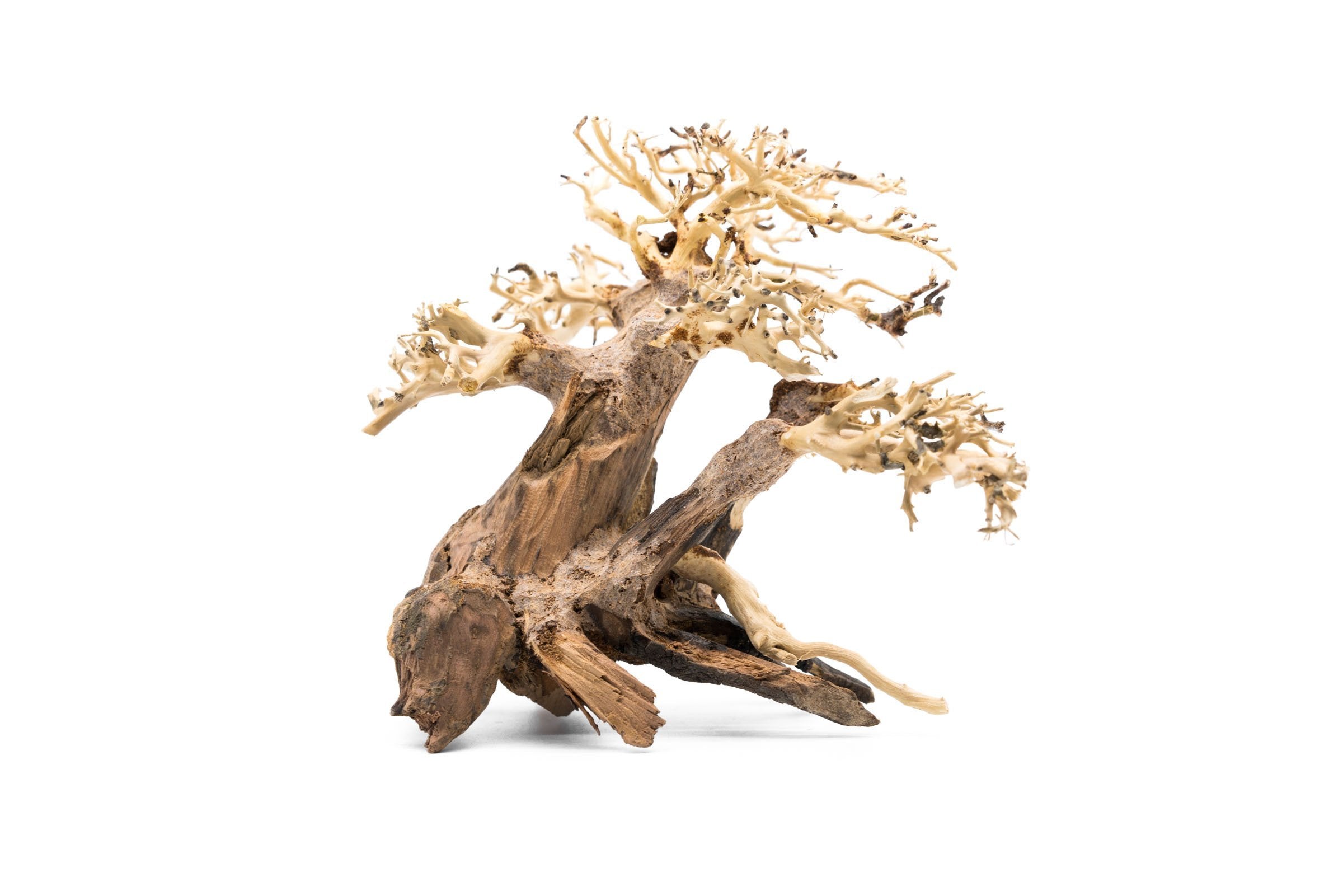 Bonsai Tree Aquarium Driftwood Medium  Buce  Plant