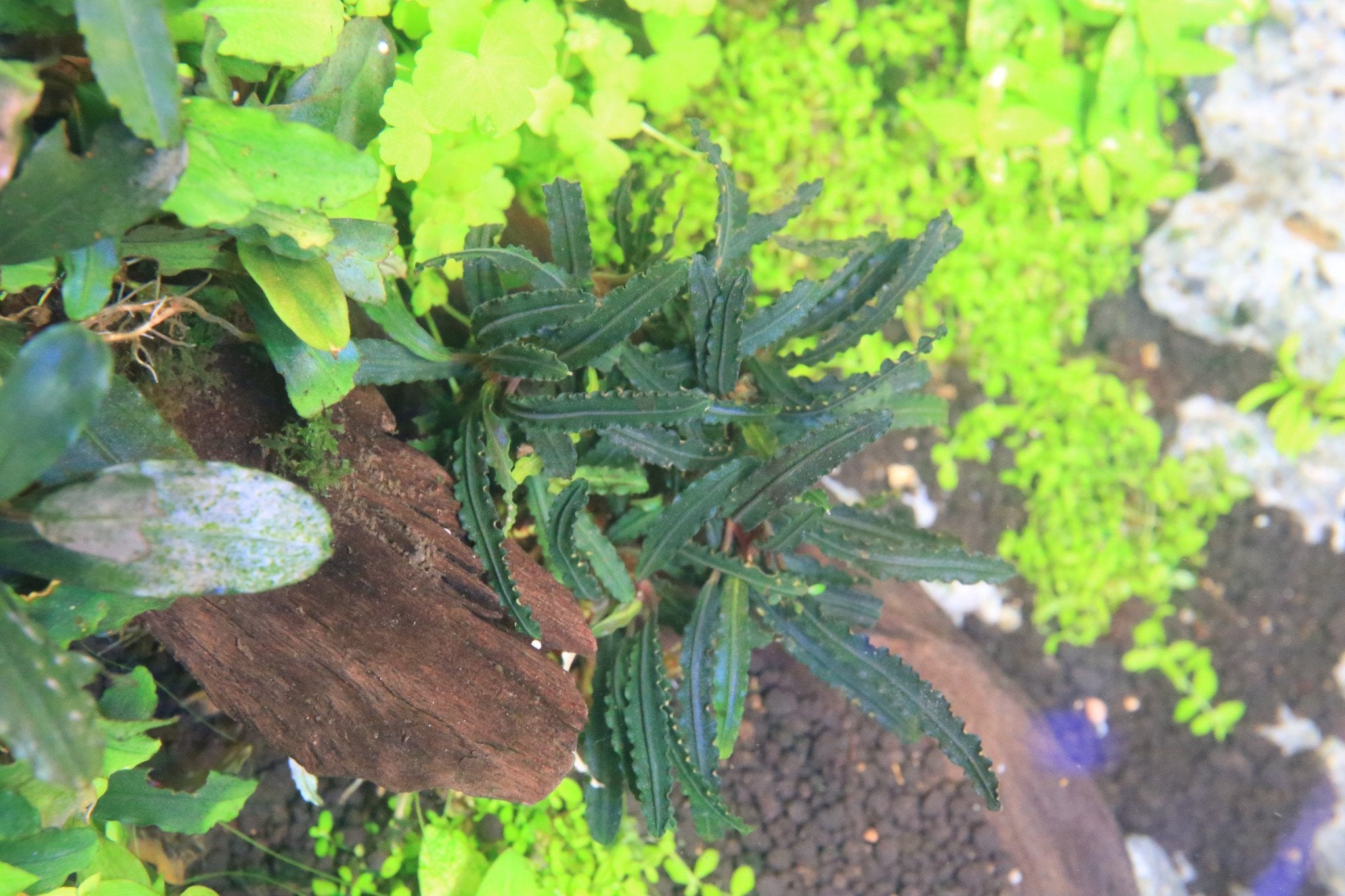 Bucephalandra Belindae Aquarium Plant — Buce Plant