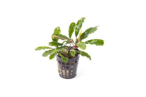 Bucephalandra Broad Wavy Pot (Farmed)