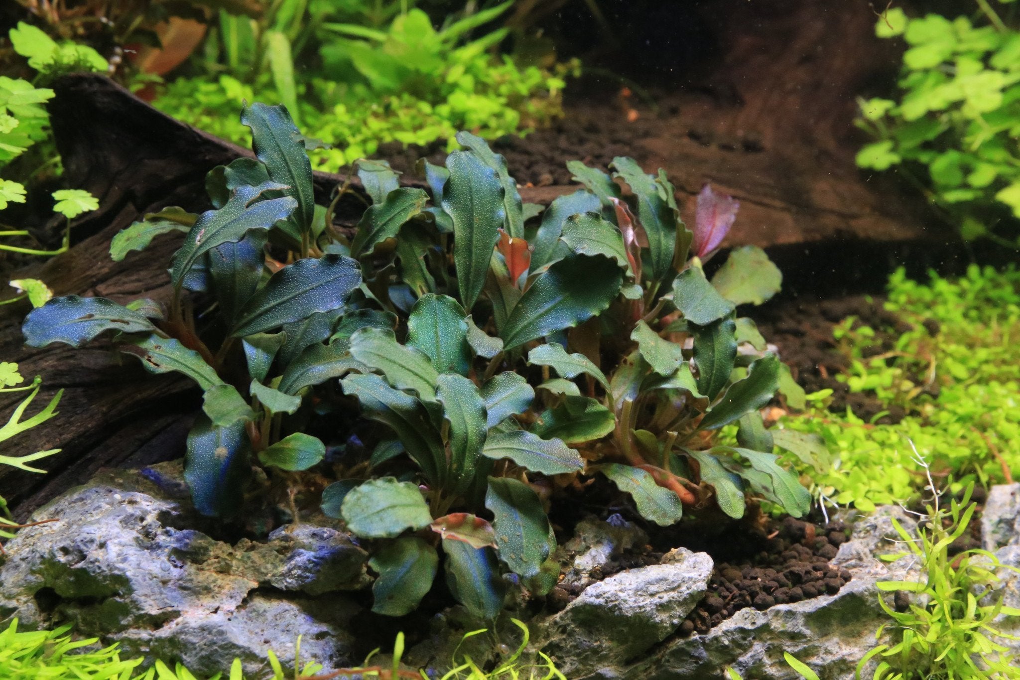 Bucephalandra Bronze Red — Buce Plant