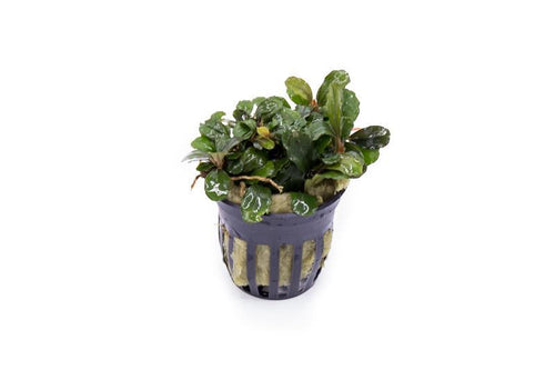 Bucephalandra Brownie Blue Pot