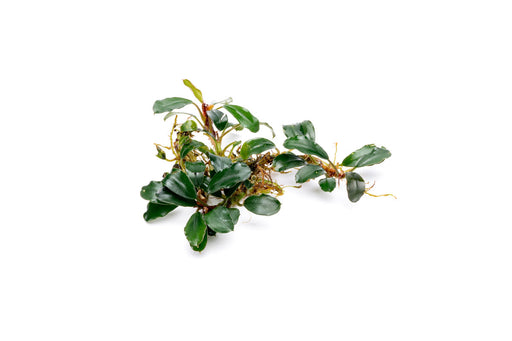 Bucephalandra Brownie Athena Aquarium Plant — Buce Plant