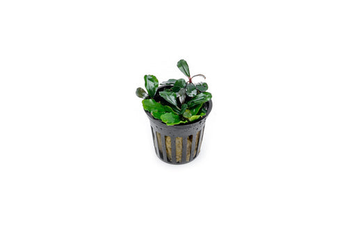 Bucephalandra Red Under Aquarium Plant — Buce Plant