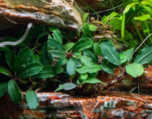 Bucephalandra Brownie Athena Aquarium Plant — Buce Plant