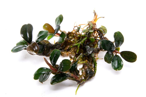 Bucephalandra Brownie Sugar