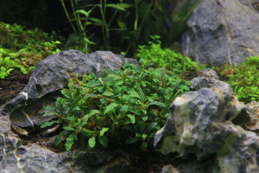 Micranthemum 'Monte Carlo' — Buce Plant