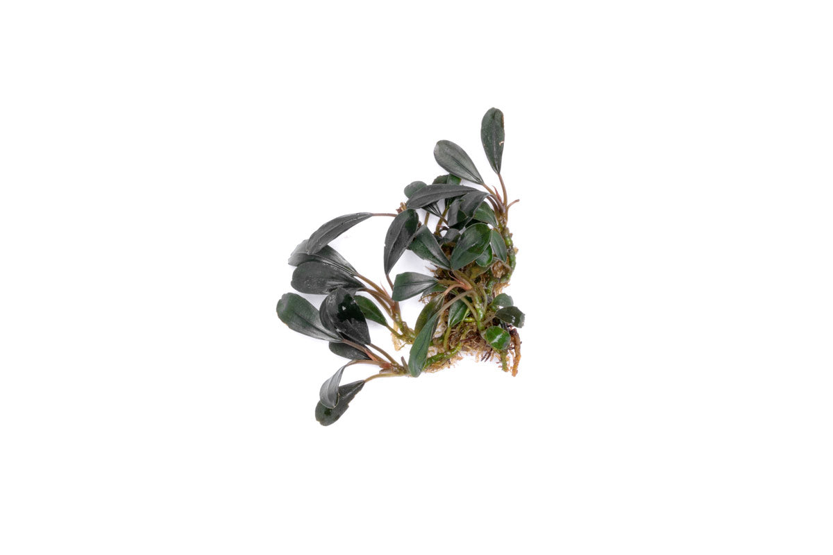 Bucephalandra Deep Purple — Buce Plant