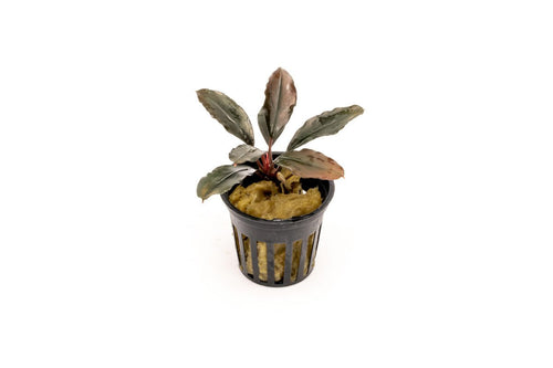 Bucephalandra Grayline Pot
