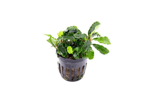 Bucephalandra Green Wavy Pot (Farmed)