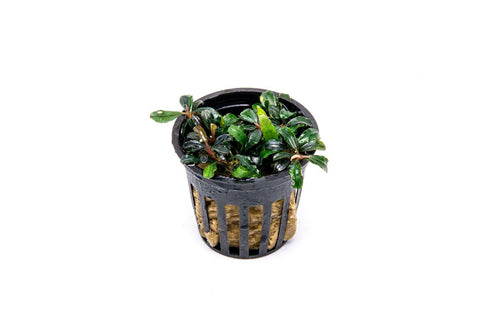 Bucephalandra Lamandau Mini Pot