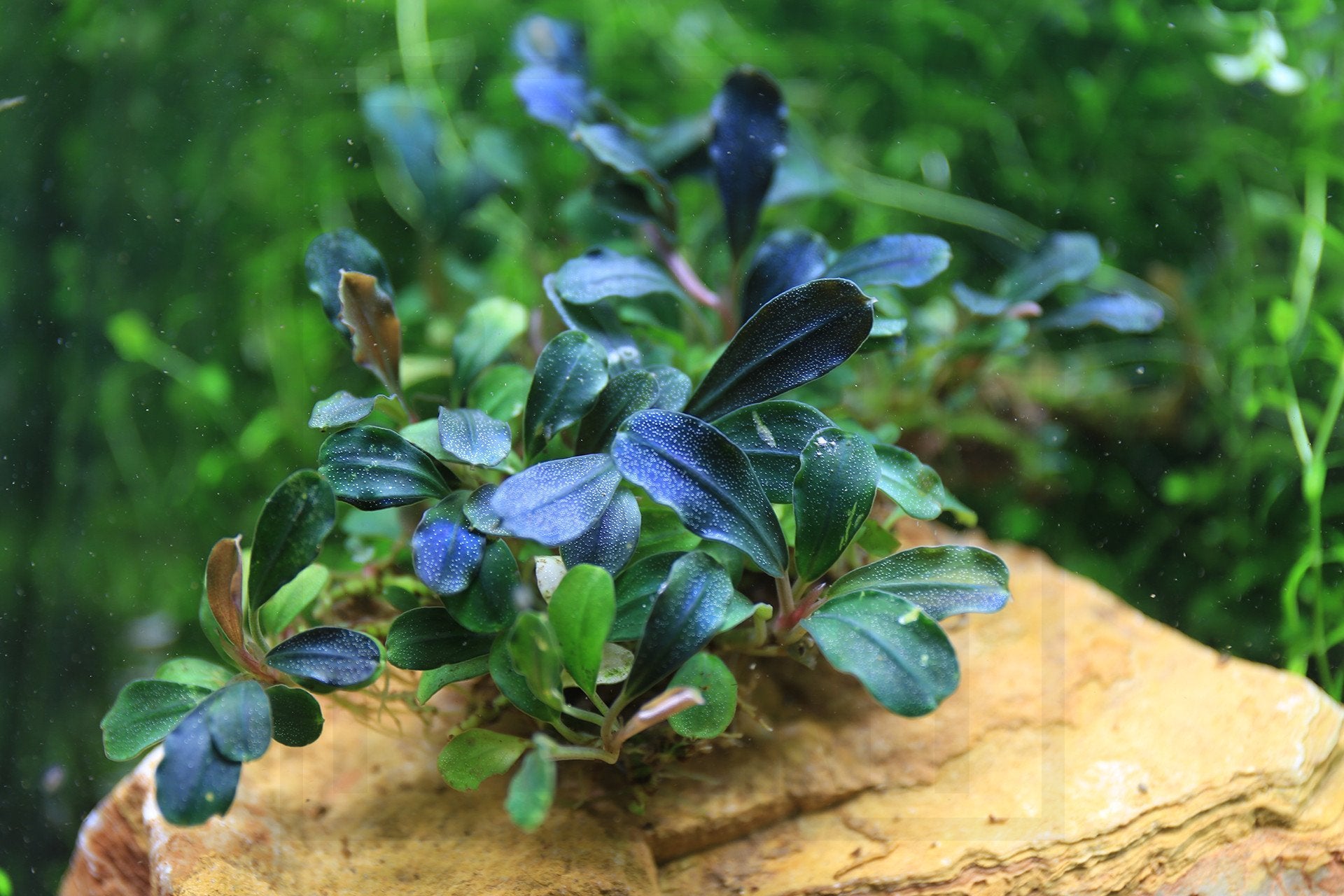 Bucephalandra Brownie Phantom