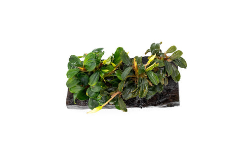 Bucephalandra Mix on Driftwood (Farmed)