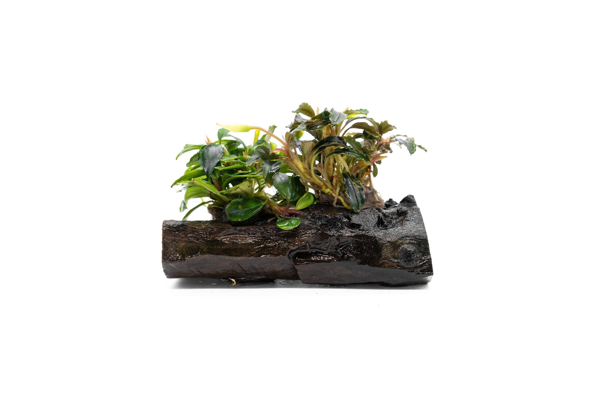 Bucephalandra Mix on Driftwood Aquarium Plant Decor