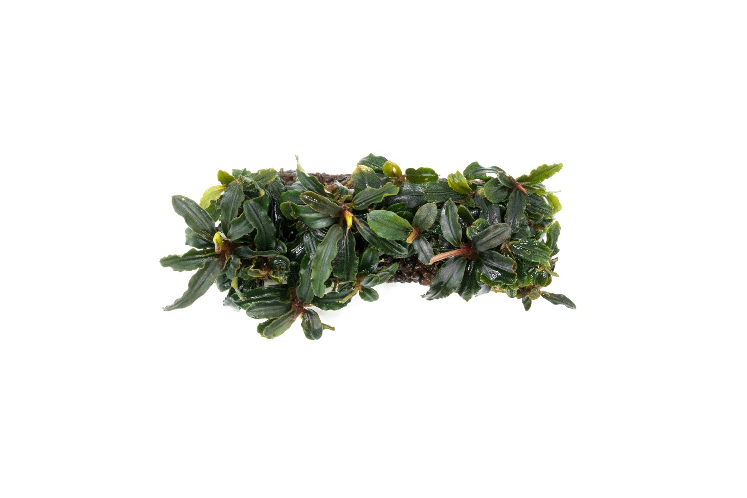 Bucephalandra Mix on Stone Aquarium Plant Decor — Buce Plant