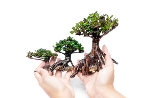 Bucephalandra on Bonsai Tree