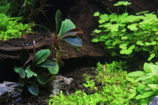 低価格で大人気の Bucephalandra sp. “brownie helena ”【水中葉】 魚