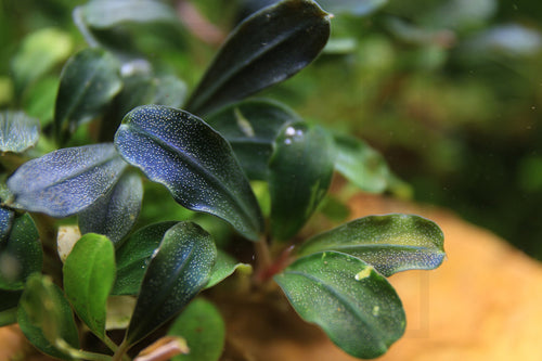 Bucephalandra Brownie Phantom