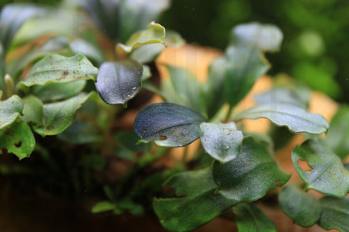 Bucephalandra Purple Adonis
