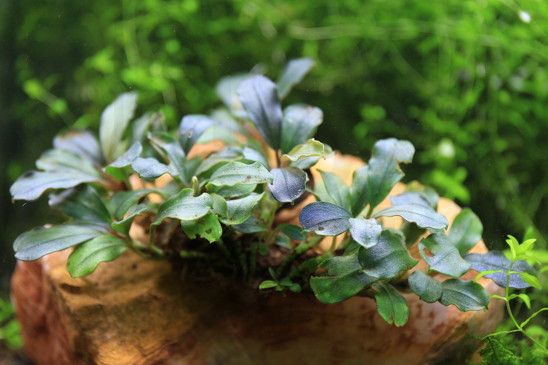 Bucephalandra Purple Adonis — Buce Plant