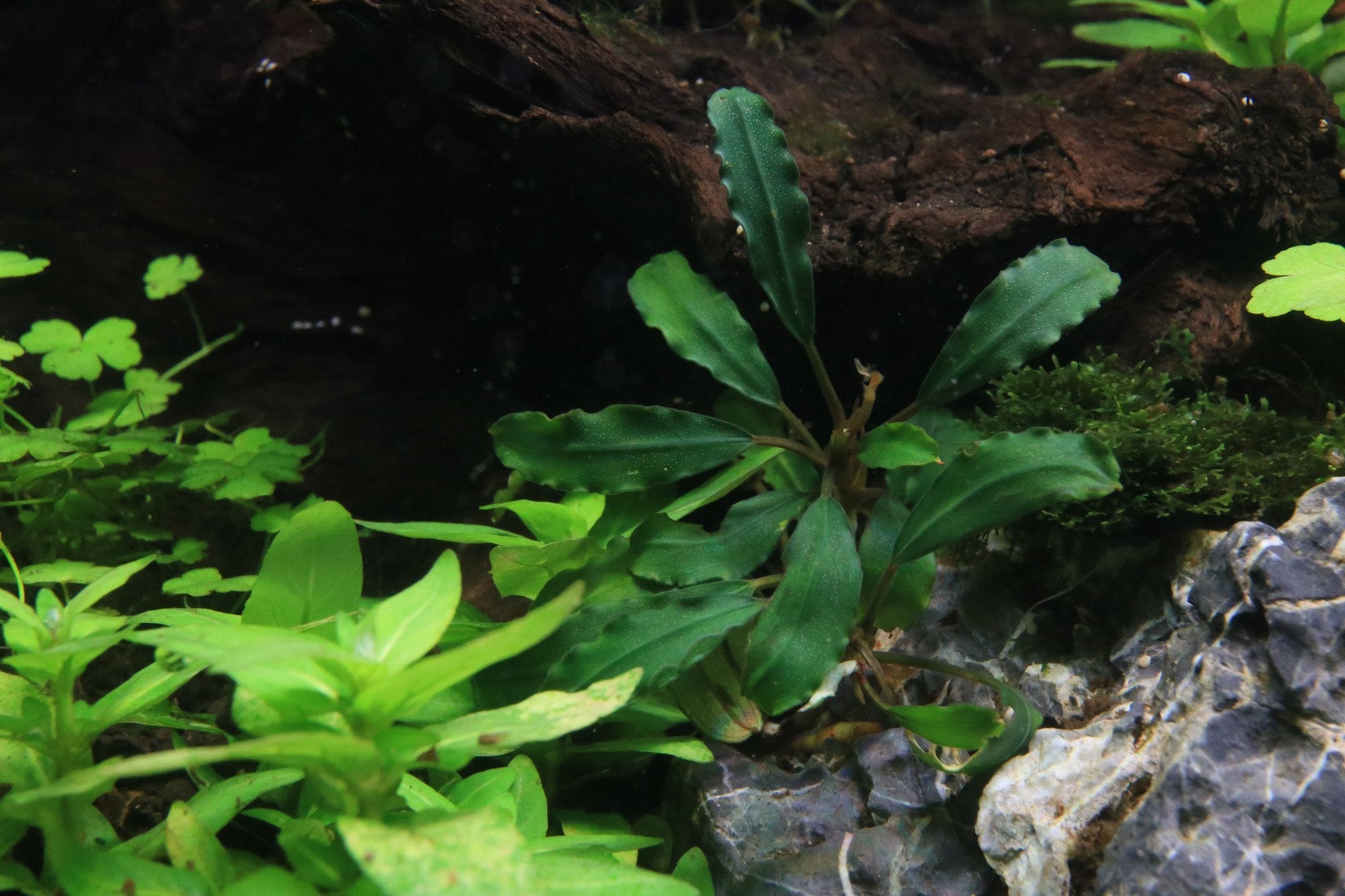 Bucephalandra Rainbow Frost