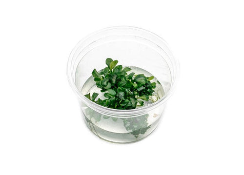 Bucephalandra Sintang Green UNS Tissue Culture