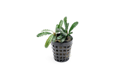Bucephalandra Theia Green Pot