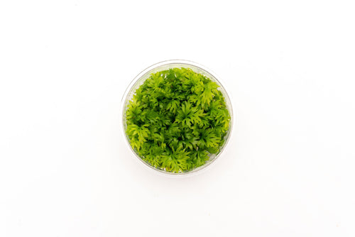 Ceratopteris Thalictroides Tissue Culture