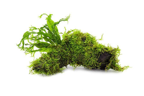 Java Moss Easy Beginner Aquarium Moss Plant for Planted Tank – Glass Aqua