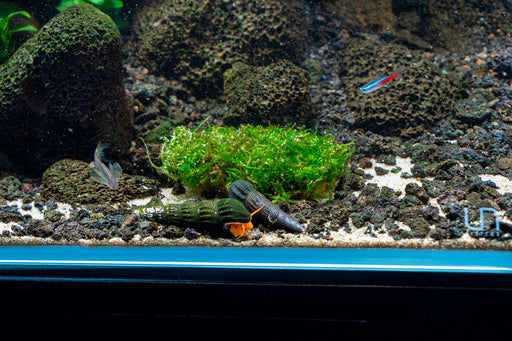 Christmas Moss On Lava Rock – MarcusFishTanks