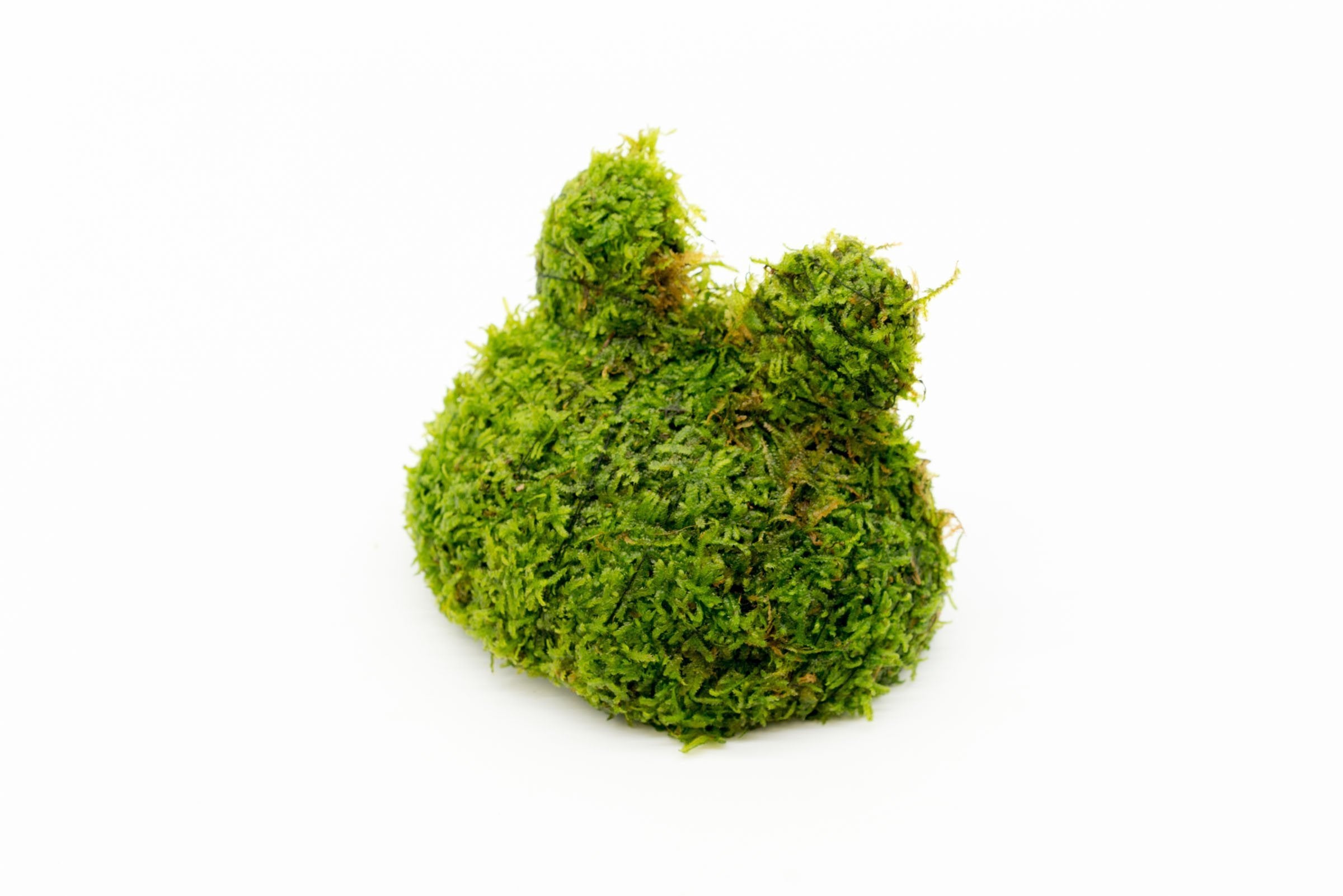 Floating Christmas Moss Ball