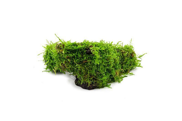 Christmas Moss on Driftwood