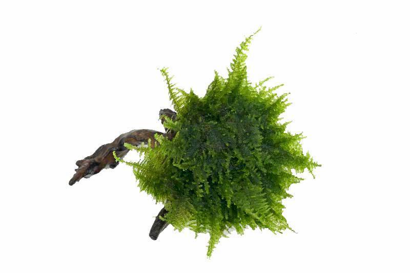 Christmas Moss on Driftwood | Buce Plant