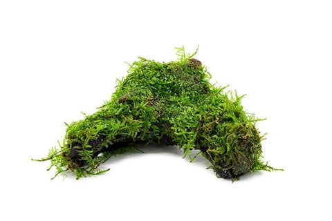 Mini Christmas Moss — Buce Plant