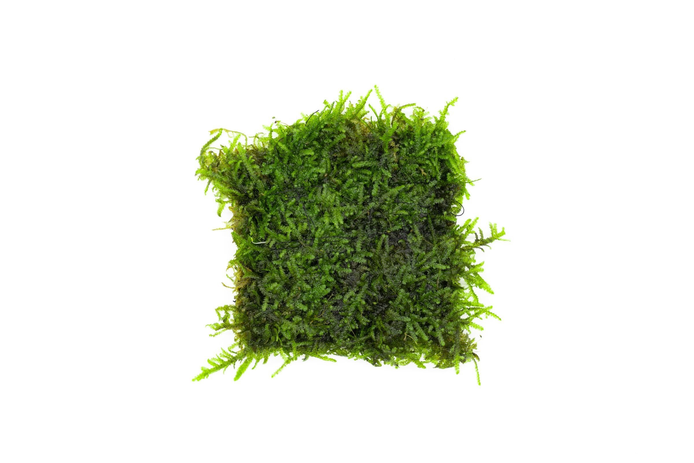 Mini Christmas Moss — Buce Plant