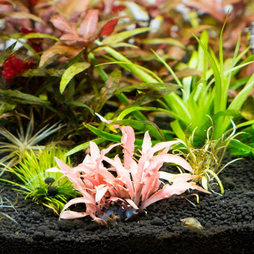 Cryptocoryne Parva Aquarium Plant - Buce Plant