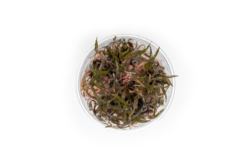 Cryptocoryne Ferruginea Sekadauensis UNS Tissue Culture