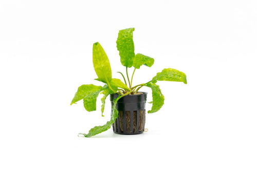 Cryptocoryne Hudoroi Green