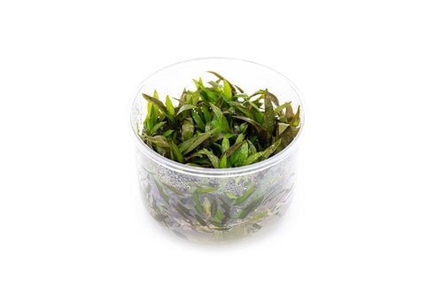 Cryptocoryne Mioya UNS Tissue Culture