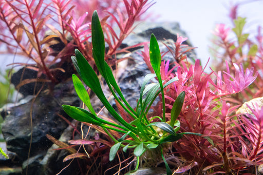 Plante nymphaea stellata (nénuphar indien) : fiche complète, paramètres,  volume, maintenance en aquarium