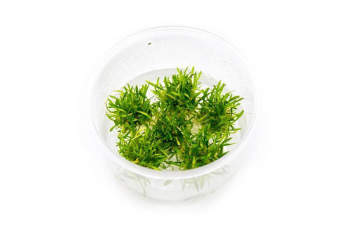 Cryptocoryne Parva Mini Tissue Culture