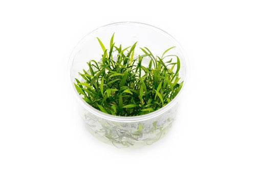 Cryptocoryne Parva UNS Tissue Culture