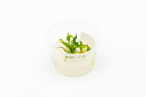 Cryptocoryne Pontederiifolia Aquatic Farmer Tissue Culture