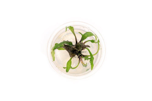 Cryptocoryne Schulzei UNS Tissue Culture