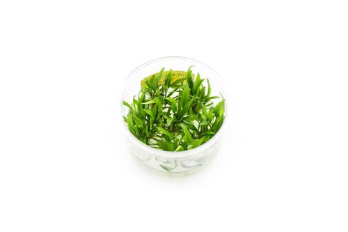 Cryptocoryne Wendtii Green Gecko UNS Tissue Culture
