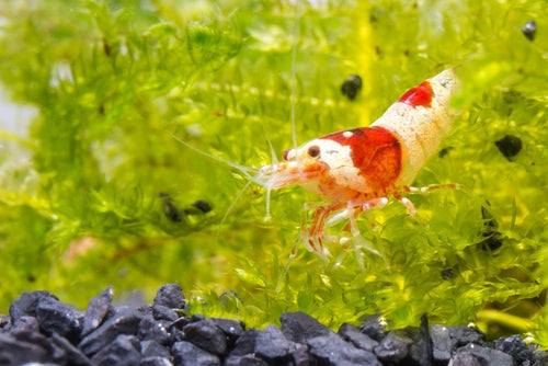 Crystal Red Shrimp (S-SS Grade)