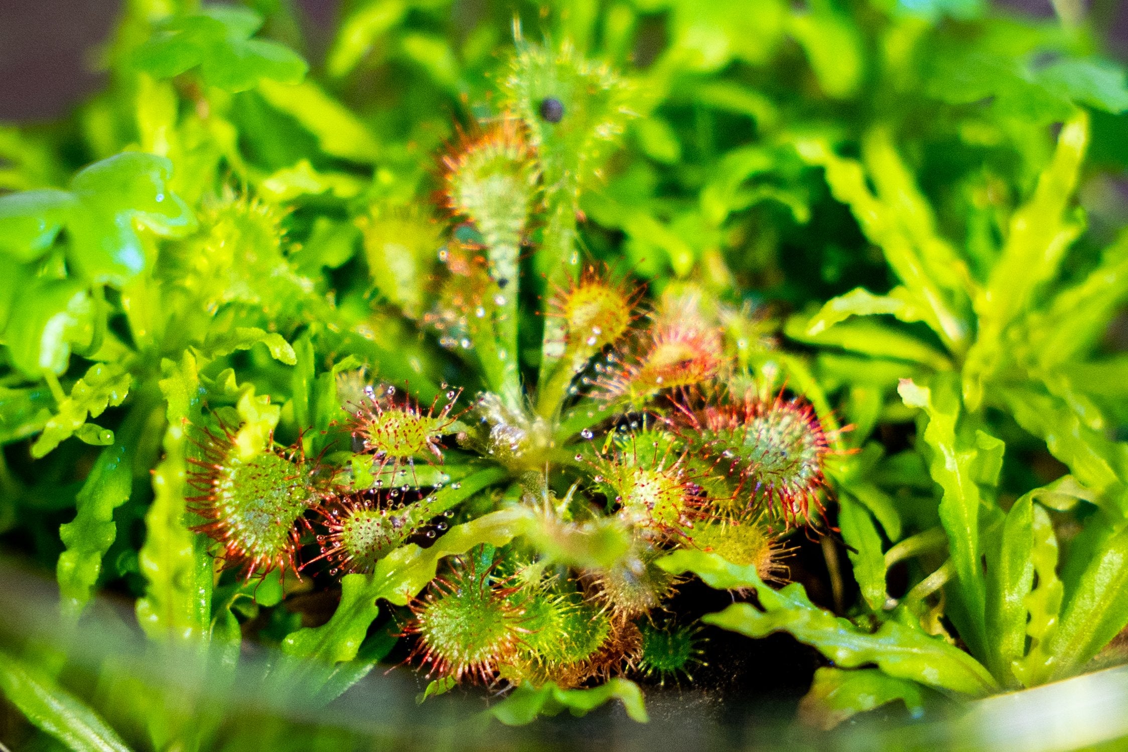 sundew plant