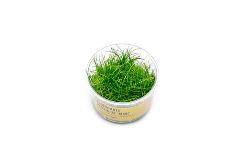 Dwarf Hair Grass UNS Tissue Culture