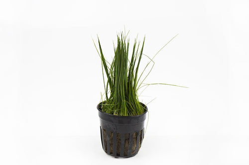 Dwarf Hair Grass