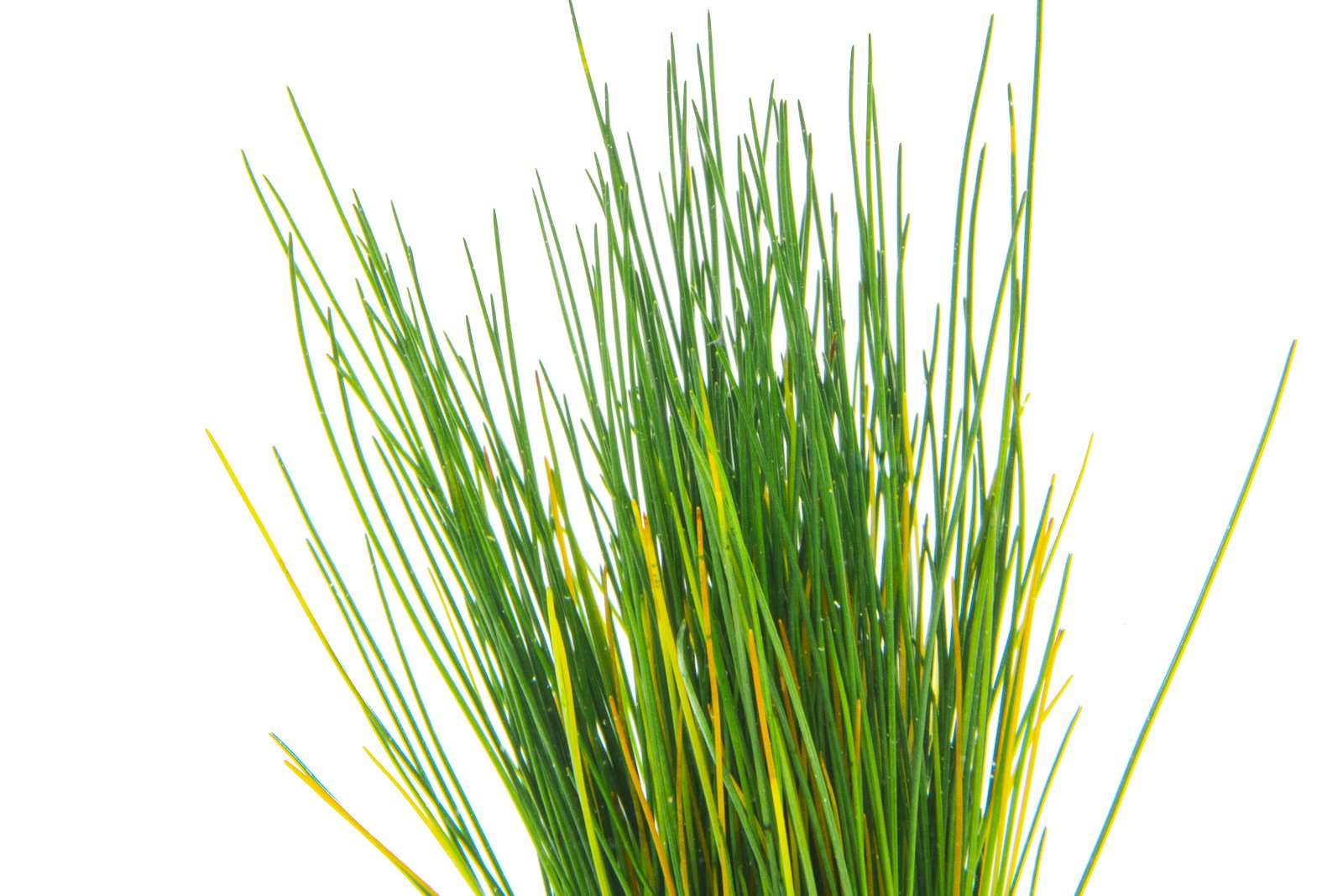 https://cdn.shopify.com/s/files/1/1167/8568/products/dwarf-hairgrass-30632284651720.jpg?v=1673629856